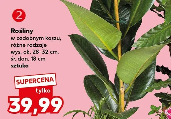 Rośliny w ozdobnym koszu różne rodzaje promocja w Kaufland