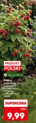 Malina w kartonie  promocja w Kaufland