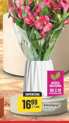 Astromeria bukiet 6 szt. promocja w POLOmarket