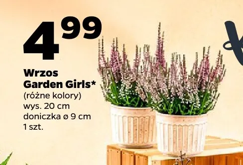 Wrzos Garden Girls wys. 20 cm promocja w Netto