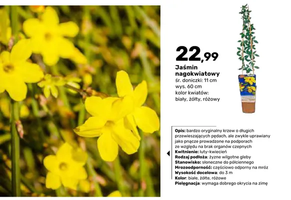 Krzew ozdobny Jaśmin nagokwiatowy promocja w Bricomarche