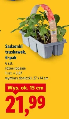 Sadzonki truskawek, 6-pak, różne rodzaje promocja w Lidl