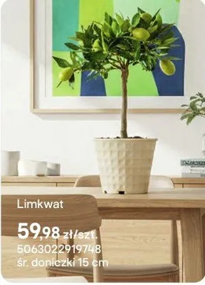 Limkwat promocja w Castorama