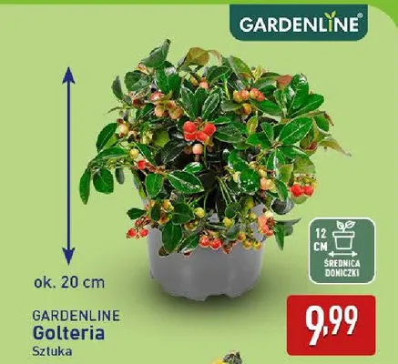 Golteria Gardenline promocja w Aldi