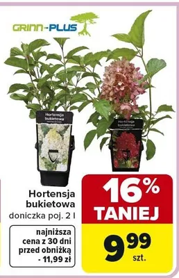 Hortensja bukietowa doniczka poj. 2 l promocja w Carrefour
