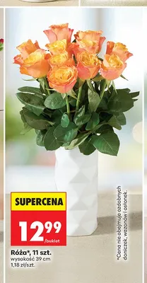 Róża 11 sztuk wysokość 39 cm promocja w Biedronka