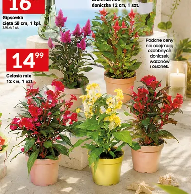 Celosia mix 12 cm promocja w Twój Market