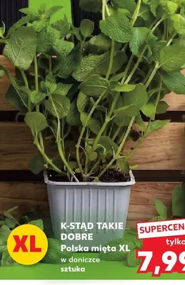 Mięta w doniczce XL K-Stąd Takie Dobre promocja w Kaufland