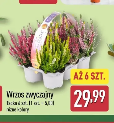Wrzos zwyczajny 6-pak promocja w Aldi