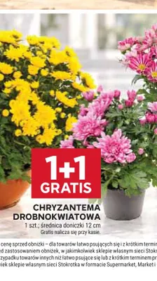 Chryzantema drobnokwiatowa promocja w Stokrotka