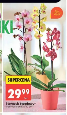 Storczyk 1-pędowy promocja w Biedronka