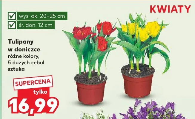 Tulipany w doniczce różne kolory promocja w Kaufland