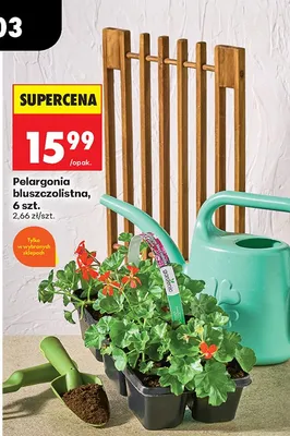 Pelargonia bluszczolistna promocja w Biedronka