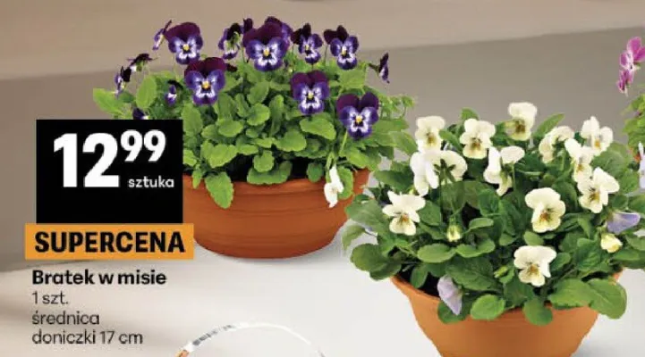 Bratek w misie 1 szt. średnica doniczki 17 cm promocja w Delikatesy Centrum