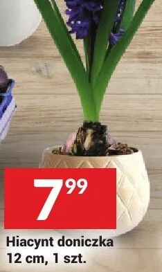 Hiacynt doniczka 12 cm promocja w Twój Market