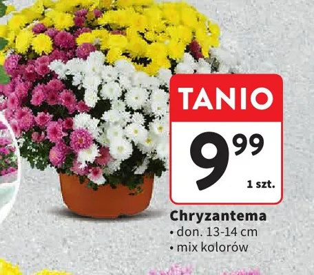 Chryzantema don. 13-14 cm promocja w Intermarche