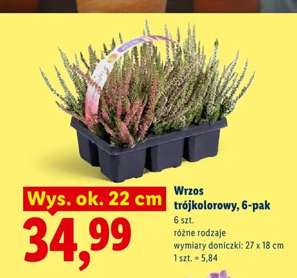 Wrzos trójkolorowy 6-pak wys. ok. 22 cm promocja w Lidl