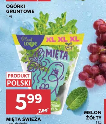 Mięta świeża polska Plant LOOVE promocja w Stokrotka