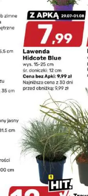 Lawenda Hidcote Blue promocja w Bricomarche