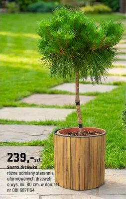 Sosna drzewko różne odmiany starannie uformowanych drzewek promocja w OBI