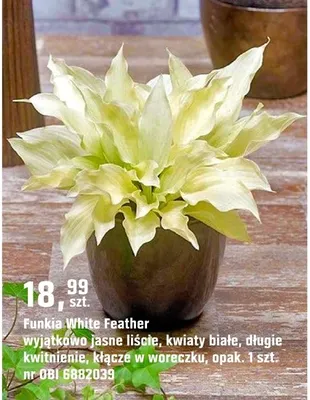 Funkia White Feather promocja w OBI