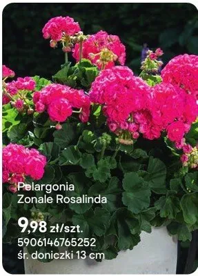 Pelargonia Zonale Rosalinda promocja w Castorama