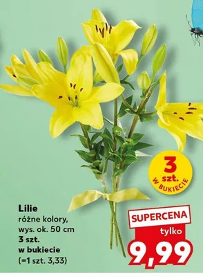 Lilie różne kolory promocja w Kaufland