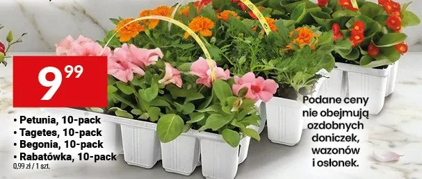 Petunia, Tagetes, Begonia, Rabatówka, 10-pack promocja w Twój Market