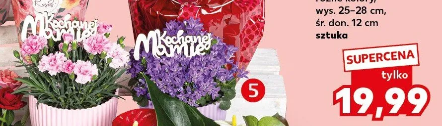 Goździk z pikiem w osłonce wys. 25-28cm śr. don. 12cm promocja w Kaufland