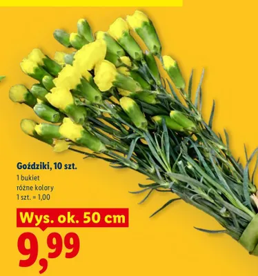 Goździki, 10 szt., różne kolory promocja w Lidl