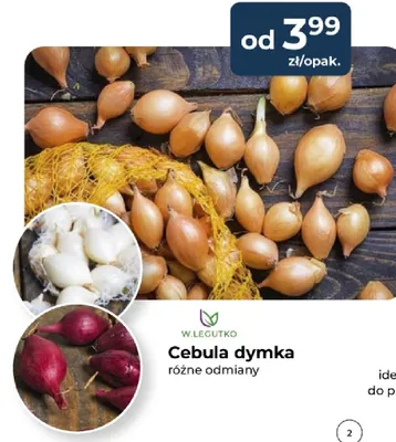 Cebula dymka różne odmiany promocja w PSB Mrówka