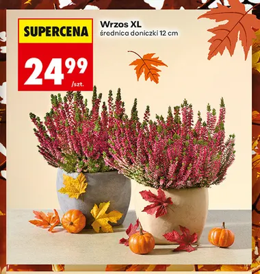 Wrzos Xl promocja w Biedronka