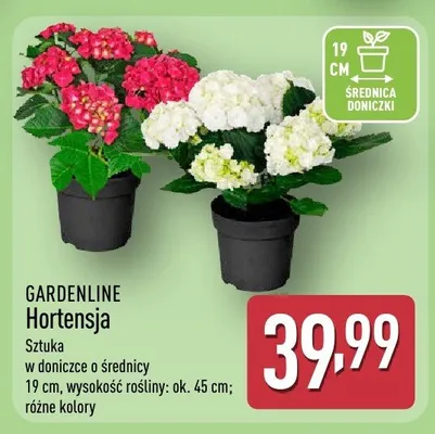 Hortensja promocja w Aldi
