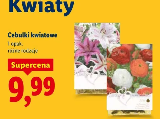 Cebulki kwiatowe promocja w Lidl