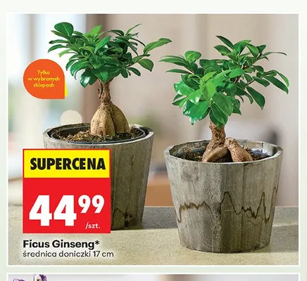 Ficus Ginseng promocja w Biedronka