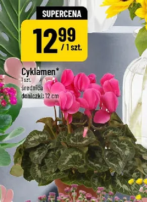 Cyklamen promocja w POLOmarket
