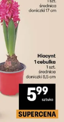 Hiacynt 1 cebulka promocja w Delikatesy Centrum