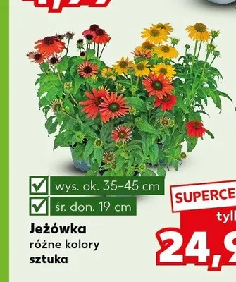 Jeżówka promocja w Kaufland