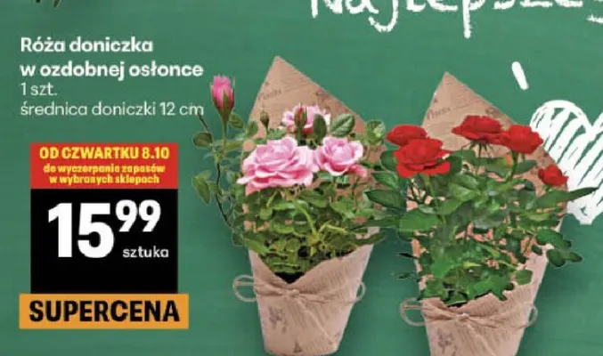 Róża doniczka w ozdobnej osłonce promocja w Delikatesy Centrum
