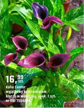 Kalia Cantor promocja w OBI