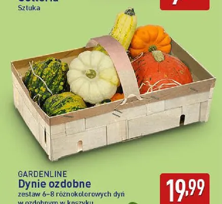 Dynie ozdobne Gardenline promocja w Aldi