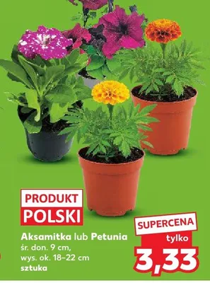 Petunia śr. don. 9cm wys. ok. 18-22cm promocja w Kaufland