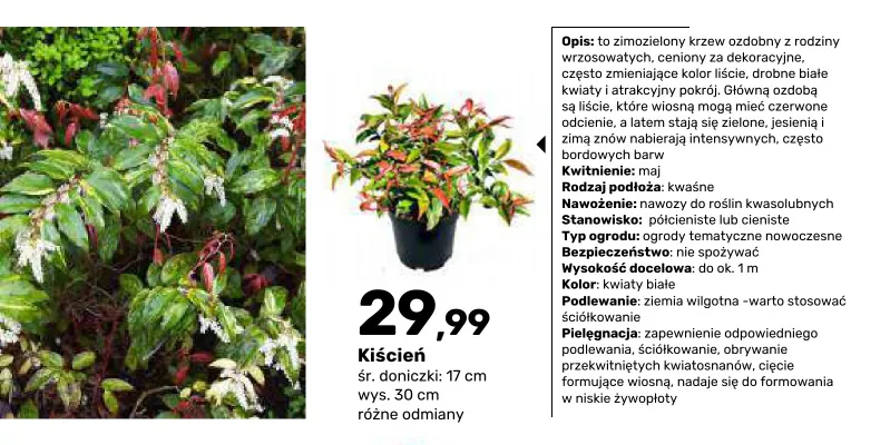Krzew ozdobny Kiścień promocja w Bricomarche
