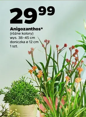 Anigozanthos różne kolory promocja w Netto