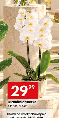 Orchidea doniczka 12 cm promocja w Twój Market