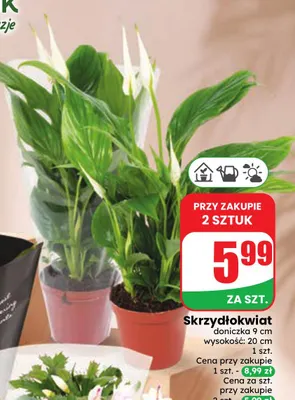 Skrzydłokwiat promocja w Dino