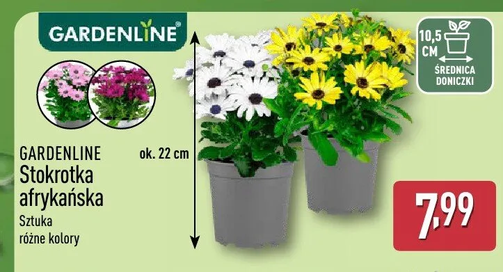 Stokrotka afrykańska GARDENLINE promocja w Aldi