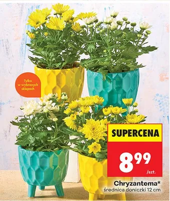 Chryzantema średnica doniczki 12cm promocja w Biedronka