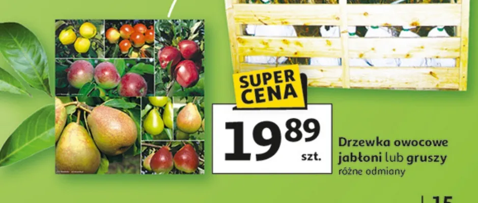 Drzewka owocowe jabłoni lub gruszy promocja w Auchan