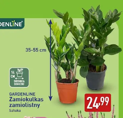 Zamiokulkas zamiolistny Gardenline promocja w Aldi
